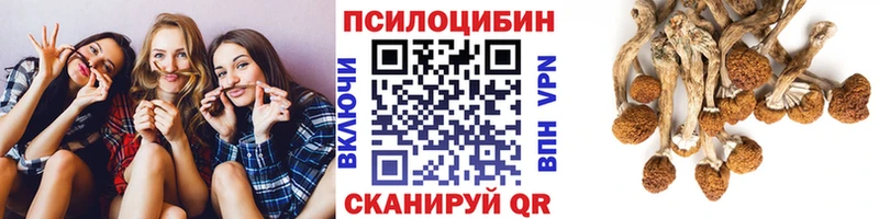 Купить закладки  Ужур  Галлюциногенные грибы Psilocybe 